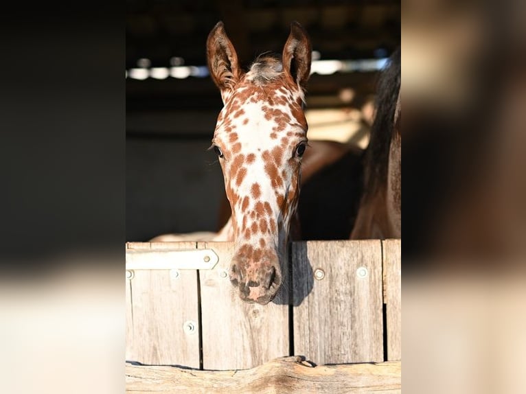 Barock Pinto Merrie Veulen (04/2025) Appaloosa in Reichenwalde
