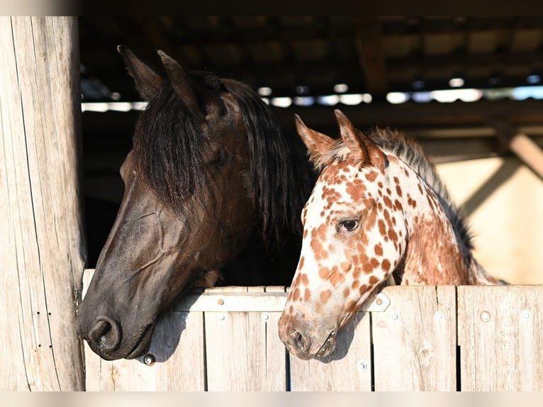 Barock Pinto Merrie Veulen (04/2025) Appaloosa in Reichenwalde