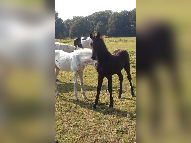 Barock Pinto Merrie veulen (04/2024) Zwart in Emlichheim