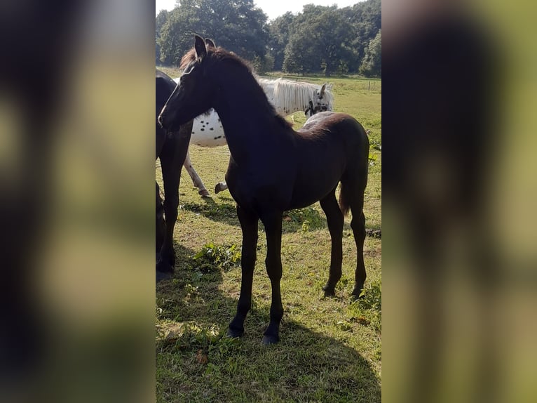 Barock Pinto Merrie veulen (04/2024) Zwart in Emlichheim