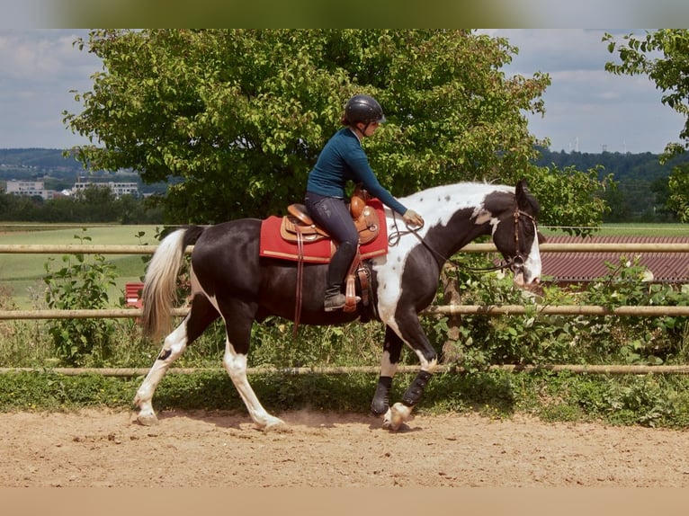 Barock Pinto Ruin 10 Jaar 160 cm Gevlekt-paard in Bad Wimpfen