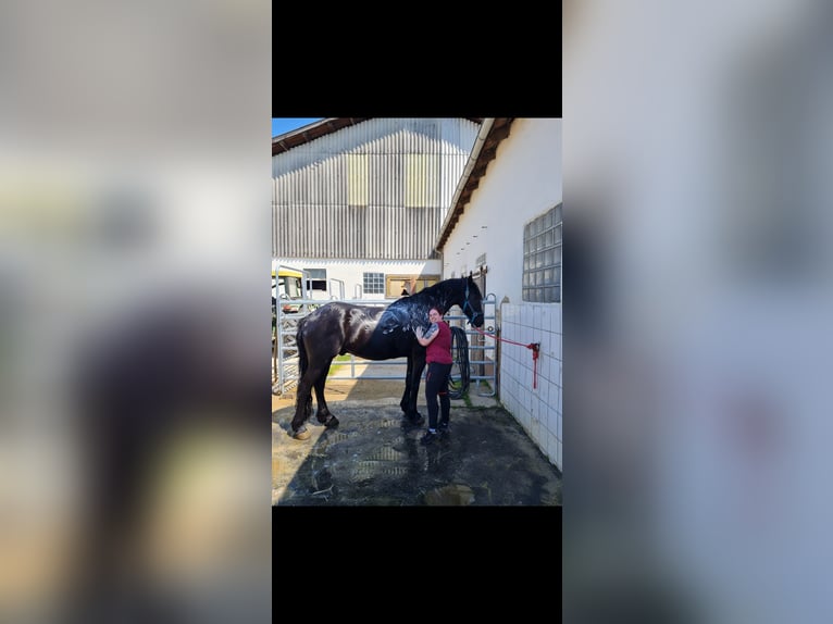 Barock Pinto Ruin 10 Jaar 167 cm Zwartbruin in Söhrewald