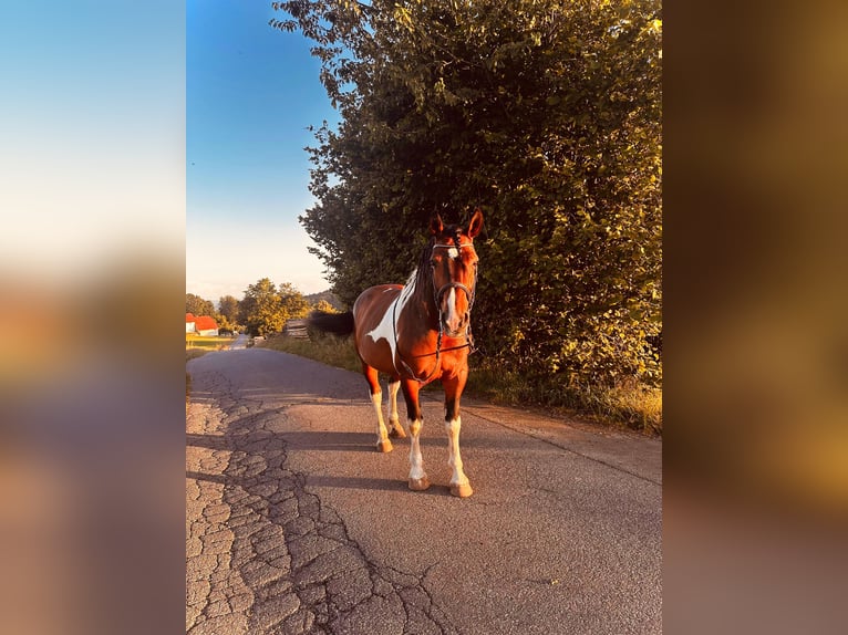 Barock Pinto Ruin 11 Jaar 160 cm Gevlekt-paard in Hohenau