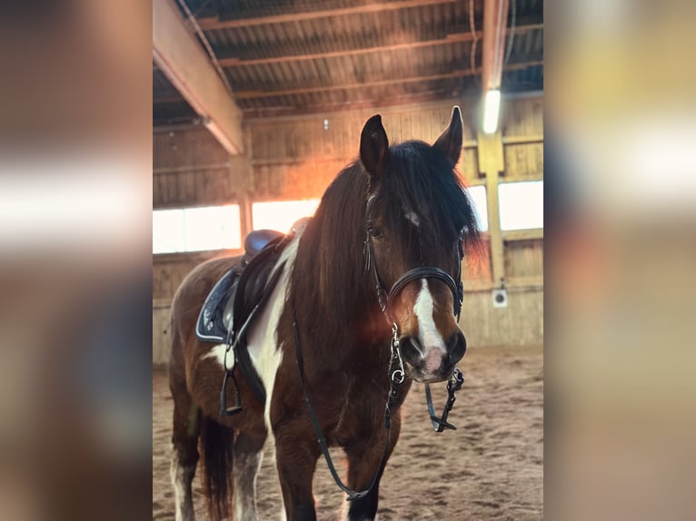 Barock Pinto Ruin 12 Jaar 160 cm Gevlekt-paard in Hohenau
