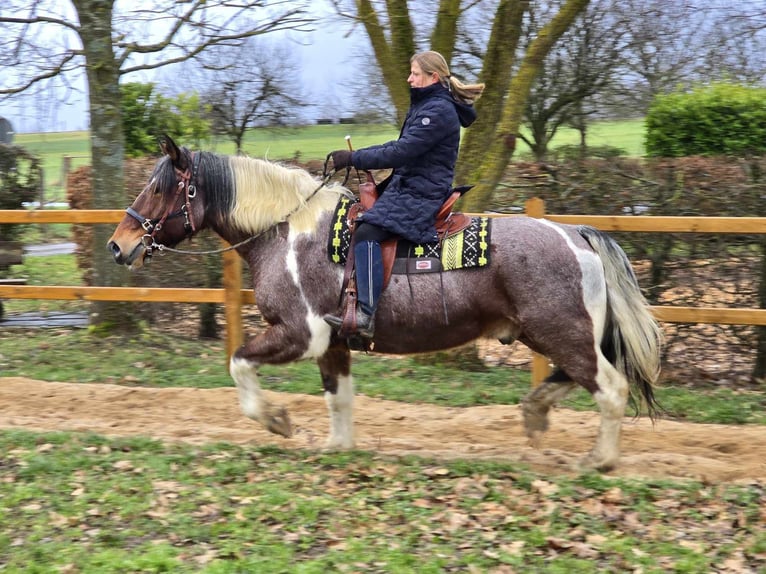 Barock Pinto Ruin 12 Jaar 163 cm Gevlekt-paard in Linkenbach