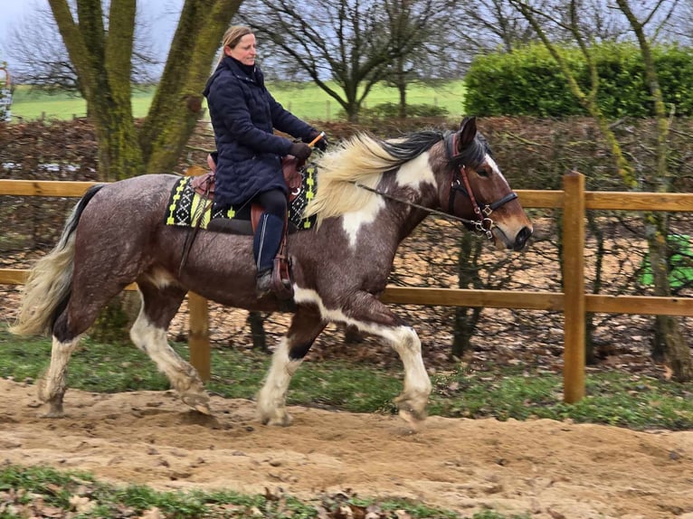 Barock Pinto Ruin 12 Jaar 163 cm Gevlekt-paard in Linkenbach