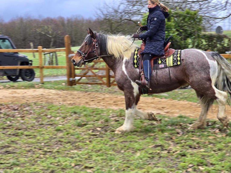 Barock Pinto Ruin 12 Jaar 163 cm Gevlekt-paard in Linkenbach