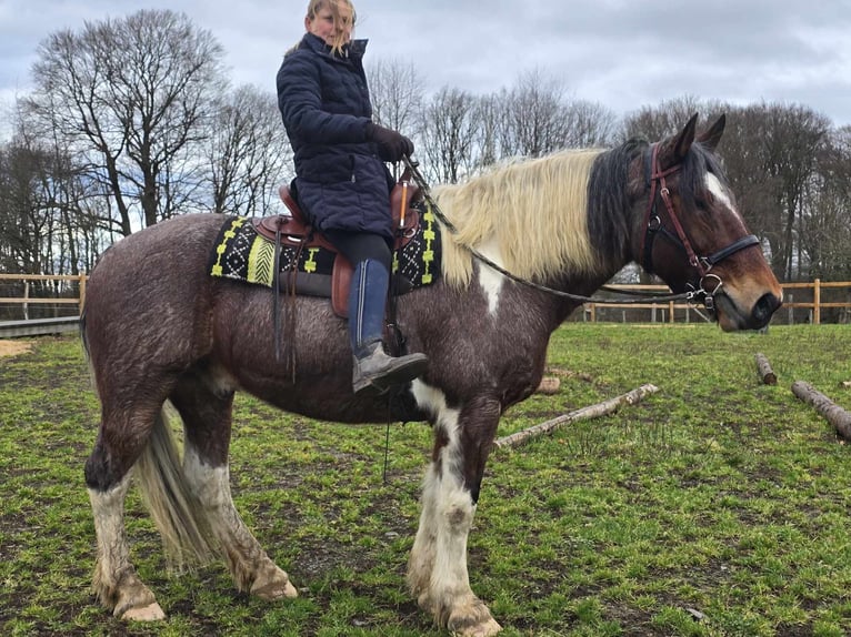 Barock Pinto Ruin 12 Jaar 163 cm Gevlekt-paard in Linkenbach