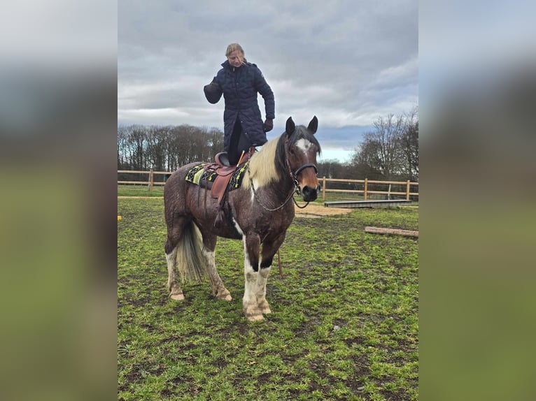 Barock Pinto Ruin 12 Jaar 163 cm Gevlekt-paard in Linkenbach