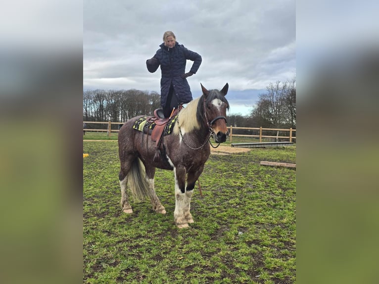 Barock Pinto Ruin 12 Jaar 163 cm Gevlekt-paard in Linkenbach