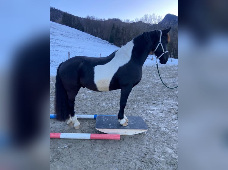 Barock Pinto Ruin 12 Jaar 170 cm Gevlekt-paard in Prutting