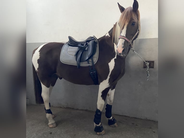 Barock Pinto Mix Ruin 13 Jaar 162 cm Gevlekt-paard in Schmallenberg