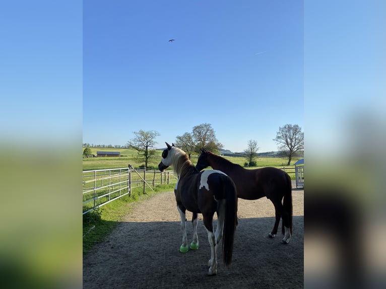 Barock Pinto Mix Ruin 13 Jaar 162 cm Gevlekt-paard in Schmallenberg