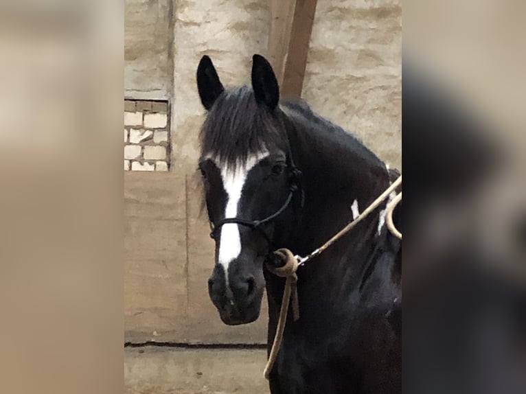 Barock Pinto Ruin 13 Jaar 169 cm Gevlekt-paard in Hilden