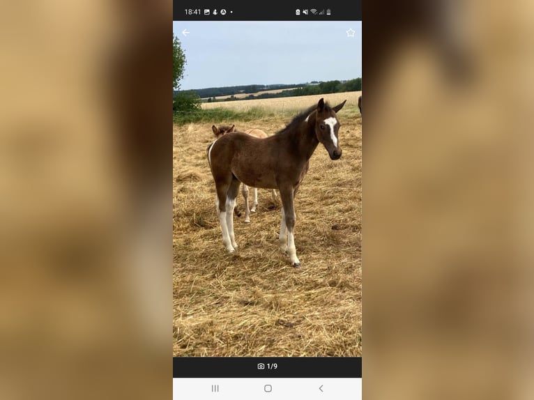 Barock Pinto Ruin 2 Jaar 160 cm Gevlekt-paard in Zweibrücken