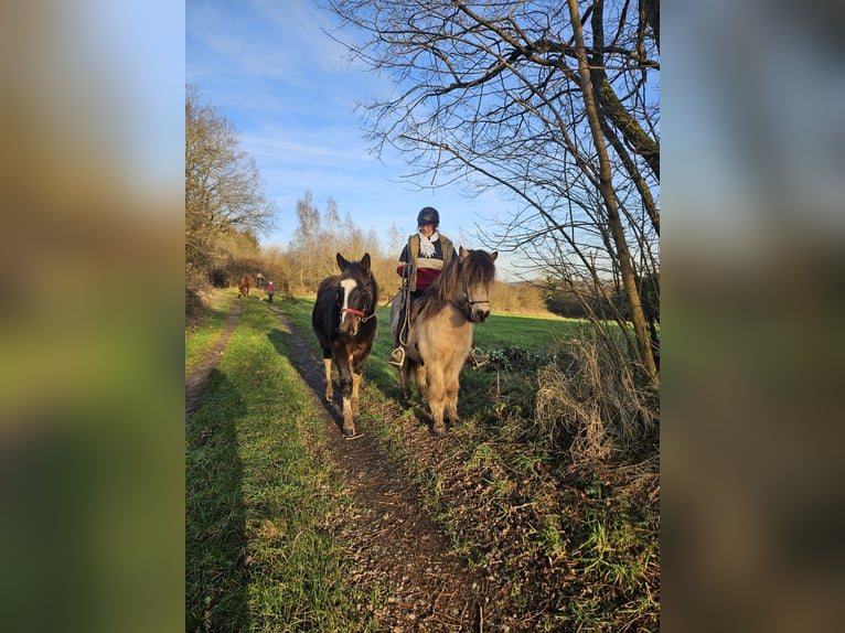 Barock Pinto Ruin 2 Jaar 160 cm Gevlekt-paard in Zweibrücken