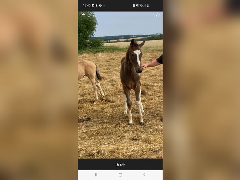 Barock Pinto Ruin 2 Jaar 160 cm Gevlekt-paard in Zweibrücken