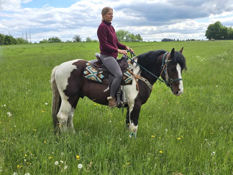 Barock Pinto Ruin 3 Jaar 152 cm Gevlekt-paard in Linkenbach