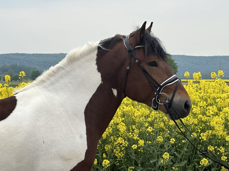 Barock Pinto Ruin 3 Jaar 155 cm Gevlekt-paard in Riedlingen