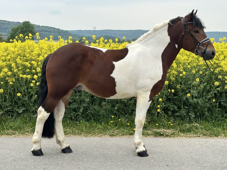 Barock Pinto Ruin 3 Jaar 155 cm Gevlekt-paard in Riedlingen