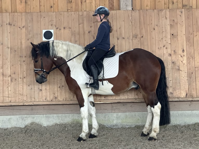 Barock Pinto Ruin 3 Jaar 155 cm Gevlekt-paard in Riedlingen