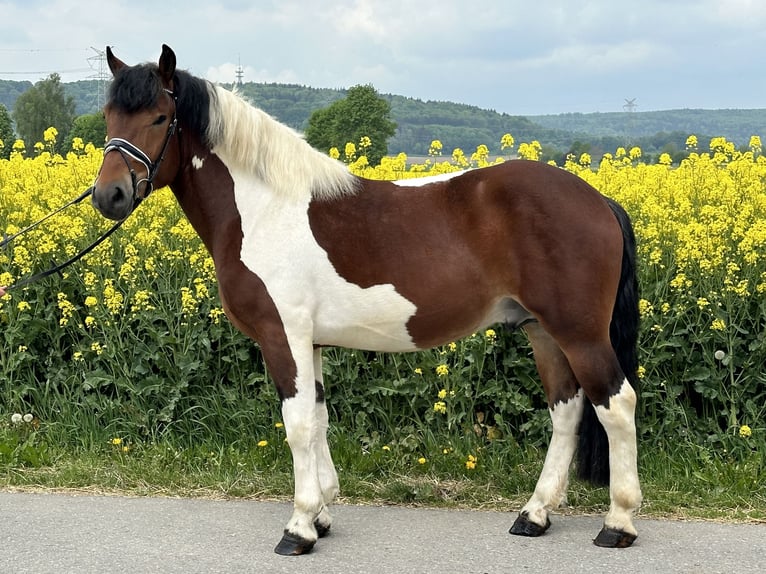 Barock Pinto Ruin 3 Jaar 155 cm Gevlekt-paard in Riedlingen