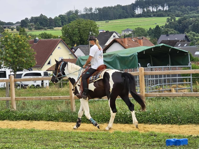 Barock Pinto Ruin 3 Jaar 160 cm Gevlekt-paard in Linkenbach