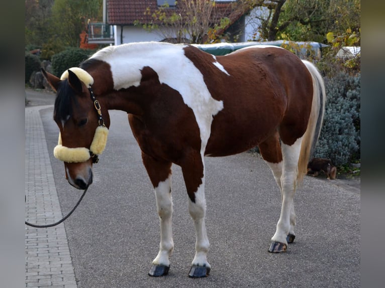 Barock Pinto Mix Ruin 3 Jaar 165 cm Gevlekt-paard in Bretten
