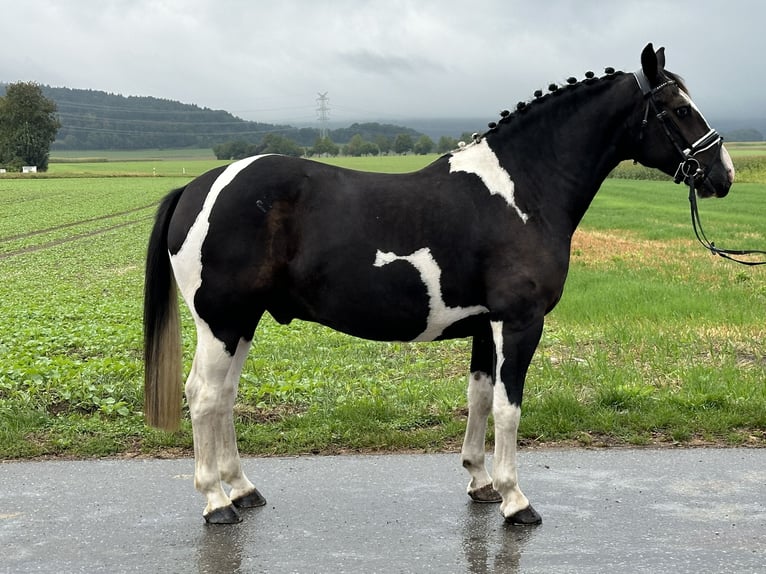 Barock Pinto Mix Ruin 4 Jaar 154 cm Gevlekt-paard in Riedlingen