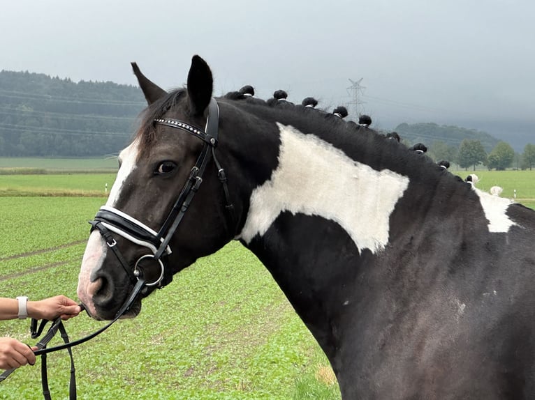 Barock Pinto Mix Ruin 4 Jaar 154 cm Gevlekt-paard in Riedlingen