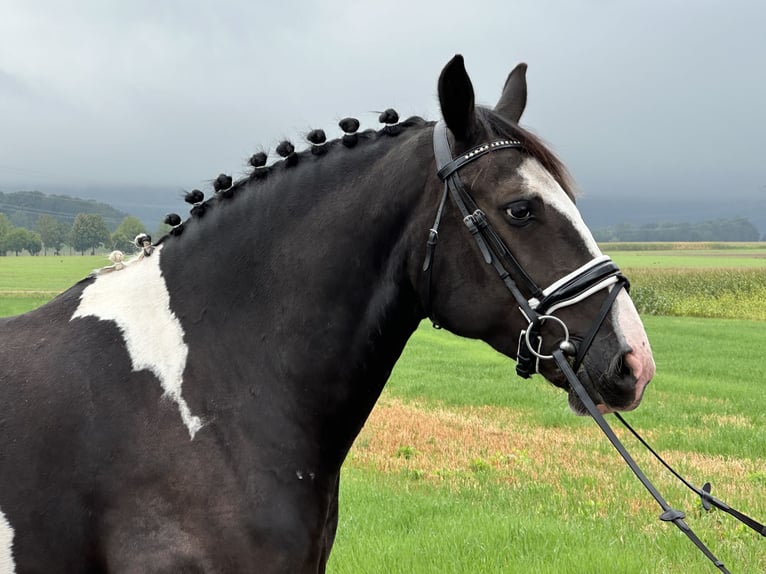 Barock Pinto Mix Ruin 4 Jaar 154 cm Gevlekt-paard in Riedlingen