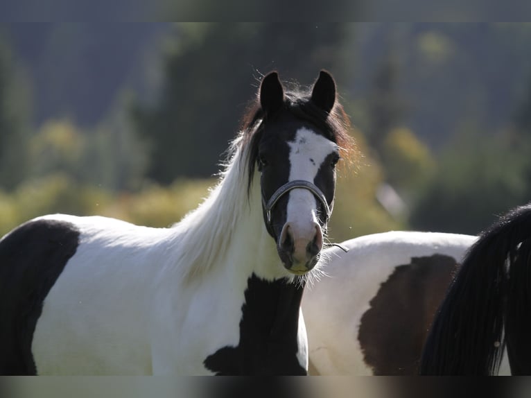 Barock Pinto Ruin 4 Jaar 158 cm Gevlekt-paard in Bad Kleinkirchheim