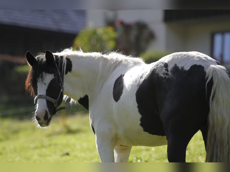 Barock Pinto Ruin 4 Jaar 158 cm Gevlekt-paard in Bad Kleinkirchheim