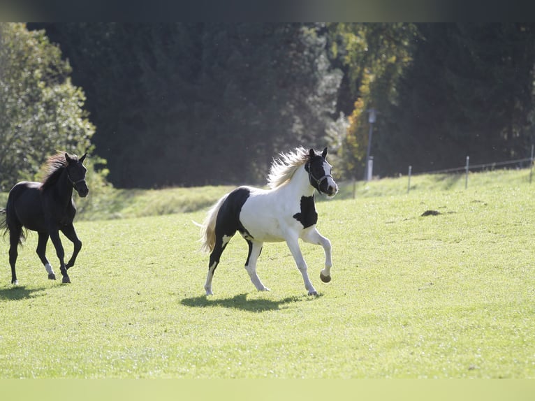 Barock Pinto Ruin 4 Jaar 158 cm Gevlekt-paard in Bad Kleinkirchheim