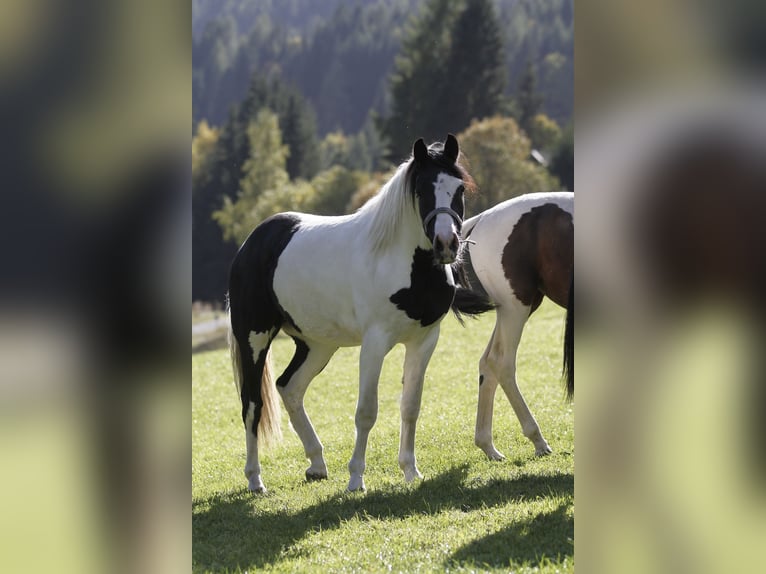 Barock Pinto Ruin 4 Jaar 158 cm Gevlekt-paard in Bad Kleinkirchheim