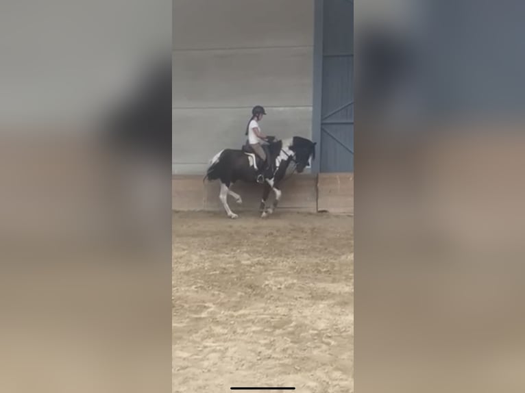 Barock Pinto Ruin 4 Jaar 160 cm Gevlekt-paard in El Barco De Avila