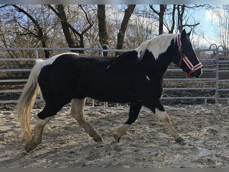 Barock Pinto Ruin 4 Jaar 160 cm Gevlekt-paard in Bad Camberg