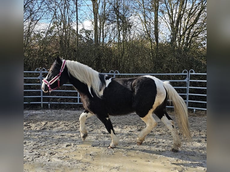 Barock Pinto Ruin 4 Jaar 160 cm Gevlekt-paard in Bad Camberg