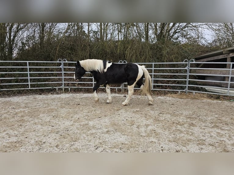 Barock Pinto Ruin 4 Jaar 160 cm Gevlekt-paard in Bad Camberg