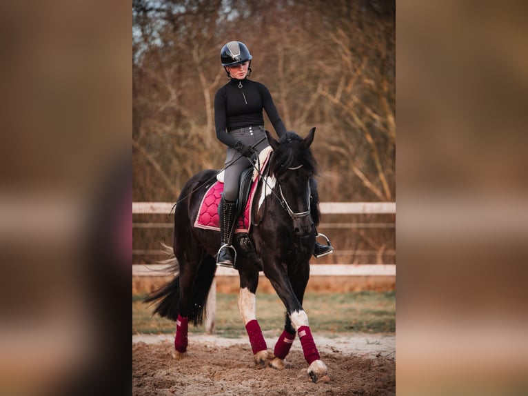 Barock Pinto Mix Ruin 4 Jaar 165 cm Gevlekt-paard in Rhede