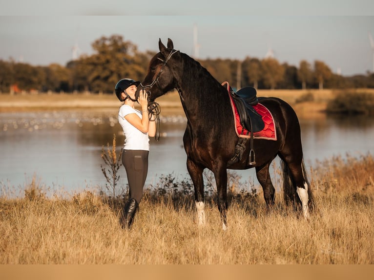 Barock Pinto Mix Ruin 4 Jaar 165 cm Gevlekt-paard in Rhede