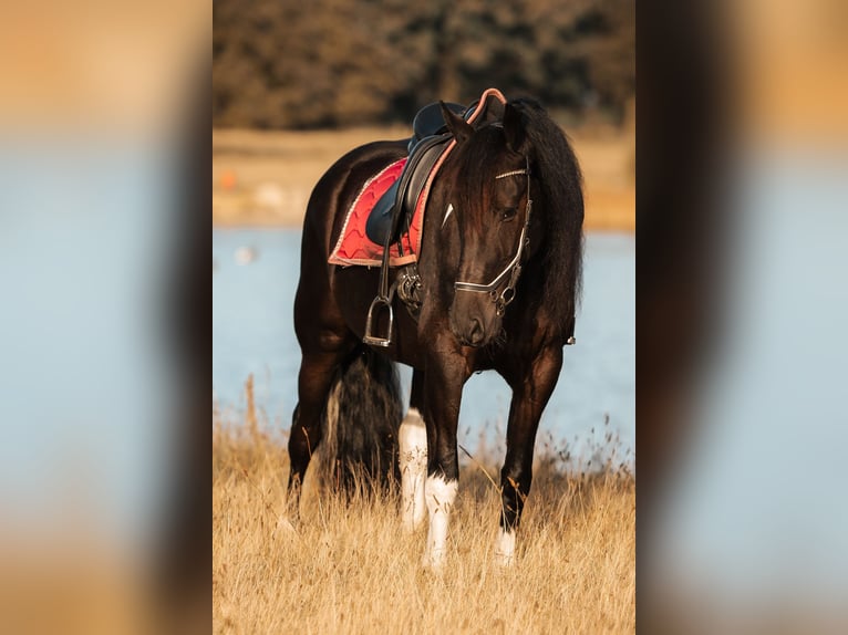 Barock Pinto Mix Ruin 4 Jaar 165 cm Gevlekt-paard in Rhede