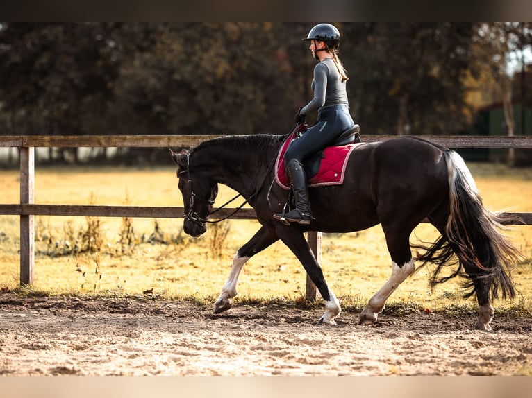 Barock Pinto Mix Ruin 4 Jaar 165 cm Gevlekt-paard in Rhede