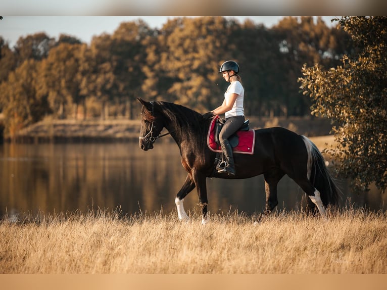 Barock Pinto Mix Ruin 4 Jaar 165 cm Gevlekt-paard in Rhede