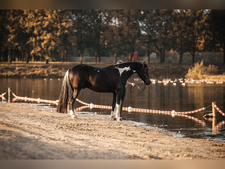 Barock Pinto Mix Ruin 4 Jaar 165 cm Gevlekt-paard in Rhede