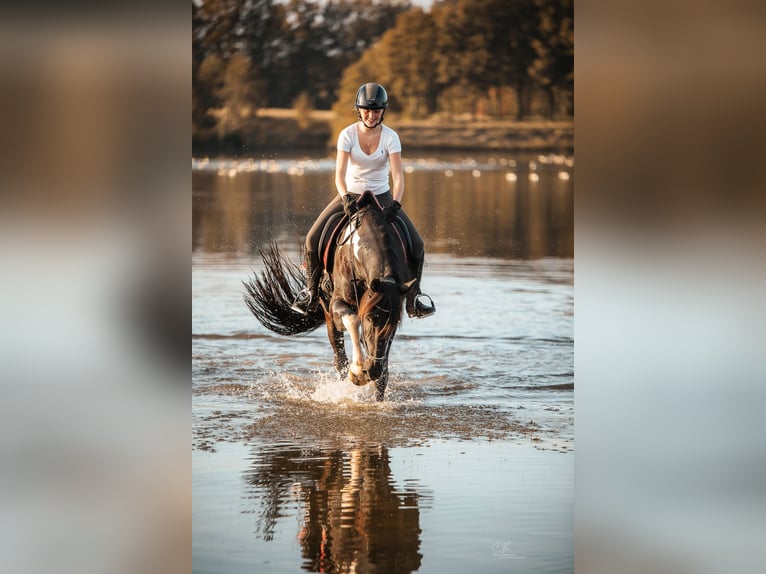 Barock Pinto Mix Ruin 4 Jaar 165 cm Gevlekt-paard in Rhede