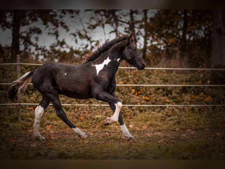 Barock Pinto Mix Ruin 4 Jaar 165 cm Gevlekt-paard in Rhede