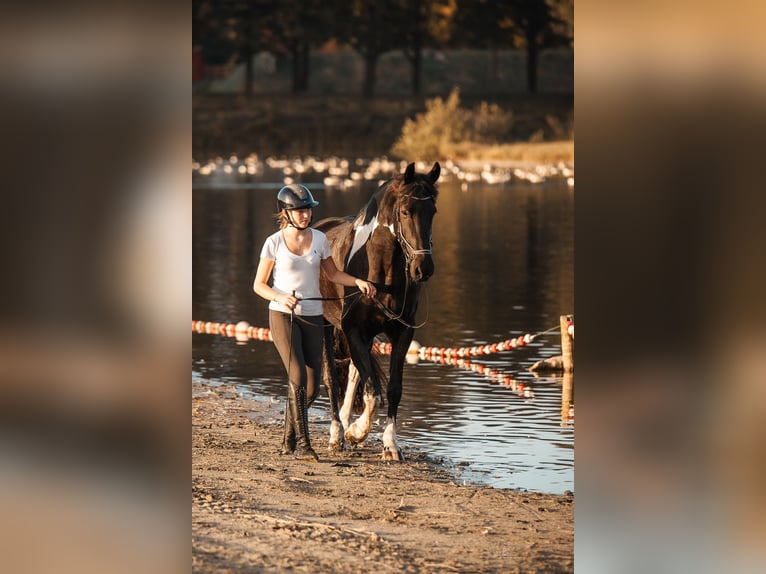 Barock Pinto Mix Ruin 4 Jaar 165 cm Gevlekt-paard in Rhede