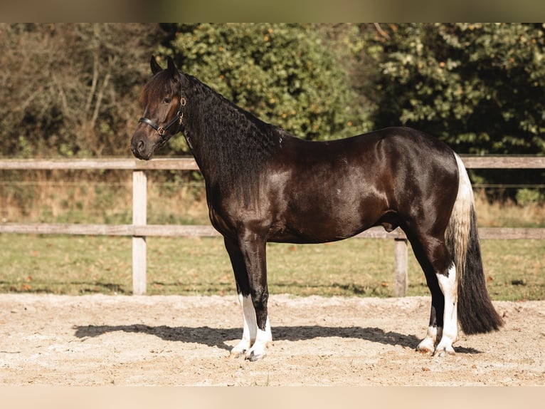 Barock Pinto Mix Ruin 4 Jaar 165 cm Gevlekt-paard in Rhede