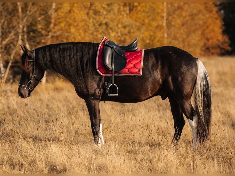 Barock Pinto Mix Ruin 4 Jaar 165 cm Gevlekt-paard in Rhede